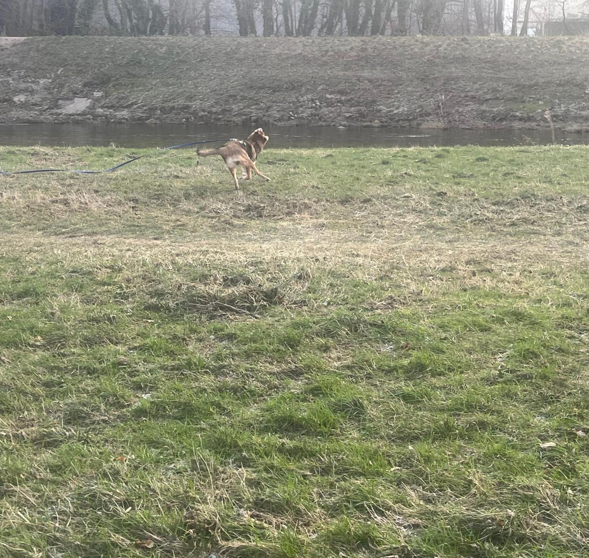 Mira Apartman Gernsbach Kültér fotó